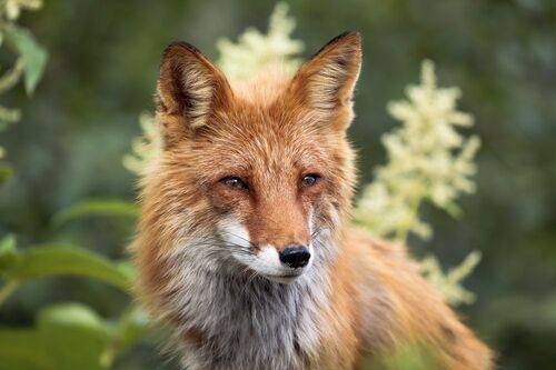 Придорожная попрошайка