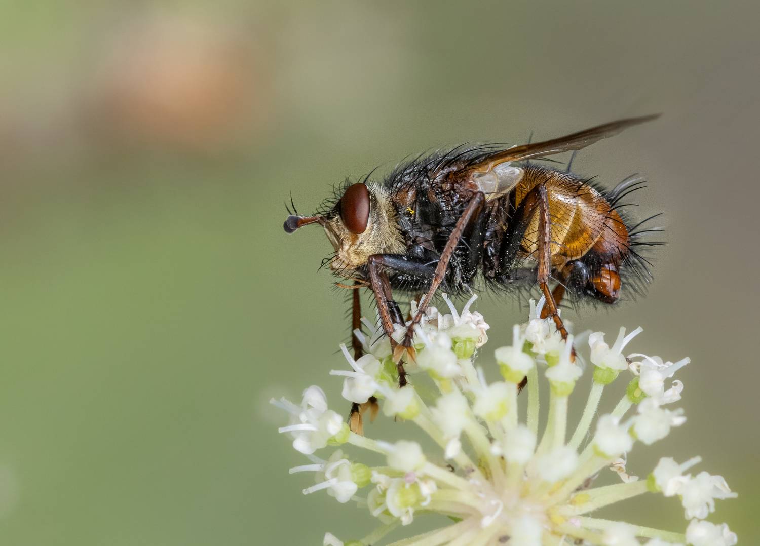 , Лапин Сергей