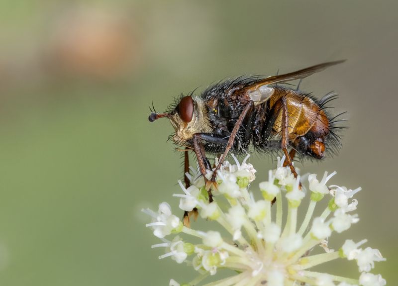 Трехдневная небритость. фото превью