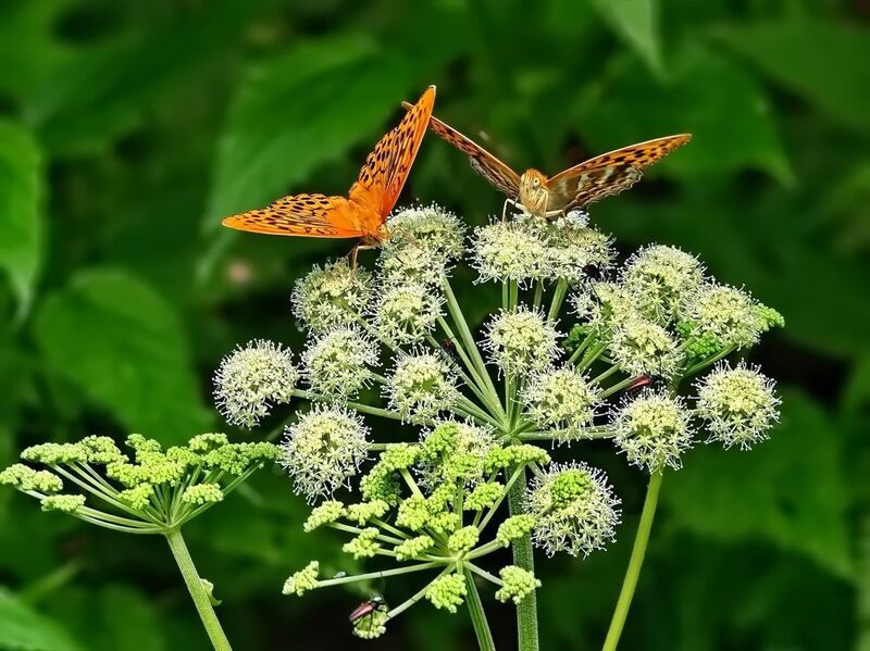 Мне оставь этой великолепной вкусняшки фото превью