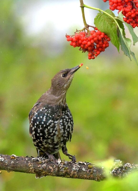 Витамины нужны всем! фото превью