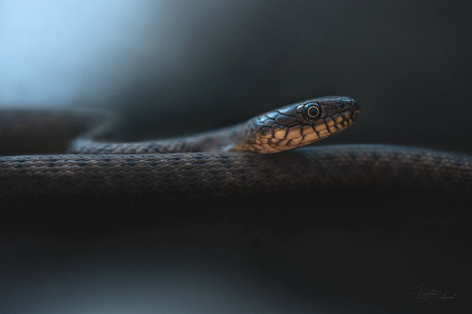 пресмыкающиеся, змеи, не ядовитые змеи, уж, ужи, водяной уж, лето, лето2025, Захарова Надежда