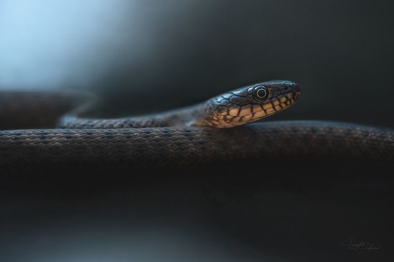 пресмыкающиеся, змеи, не ядовитые змеи, уж, ужи, водяной уж, лето, лето2025 Змейка ♡ фото превью