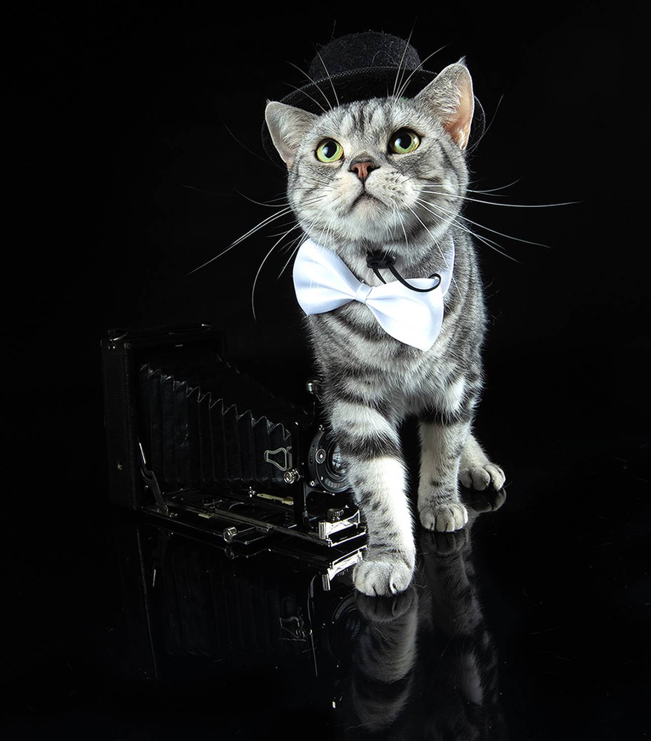 сat, кошка, животные, кошки,американский короткошерстный кот, american shorthair cat, фотограф, Etkind Elizabeth