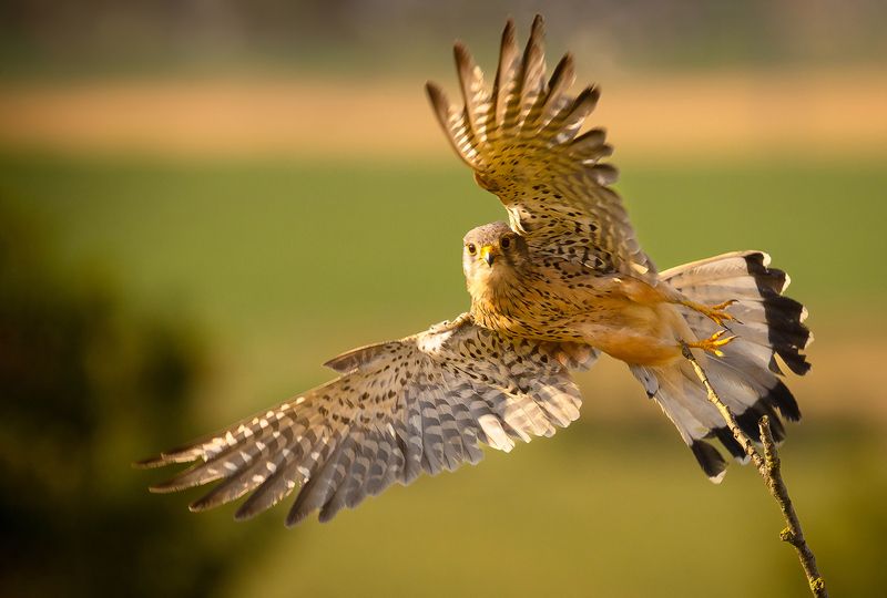 Пустельга фото превью