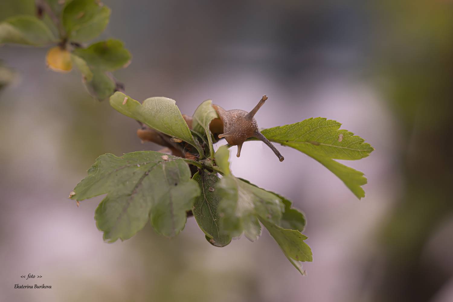 , Бурикова Екатерина