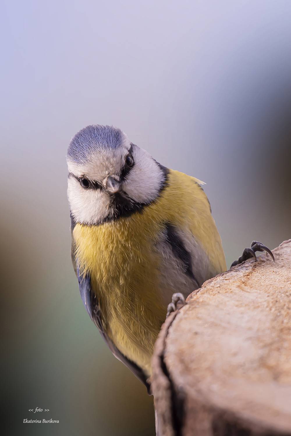 , Бурикова Екатерина