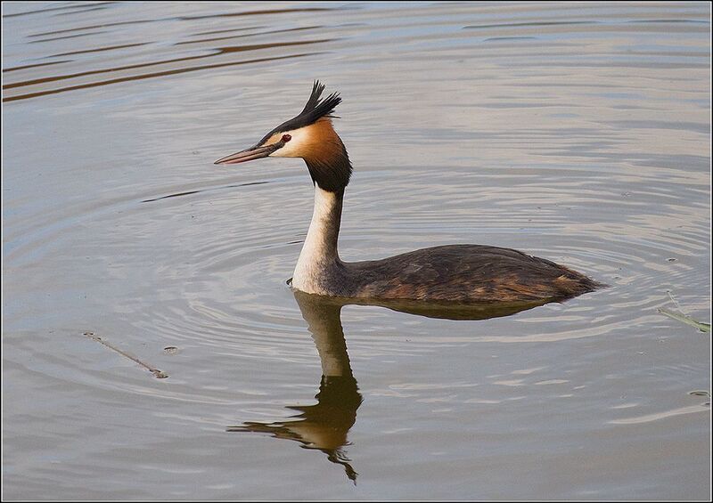 москва, парк, птица Чомга фото превью