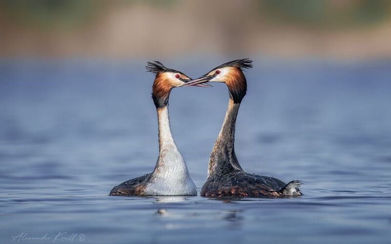 чомга, поганка, большая поганка, podiceps cristatus Грация любви фото превью
