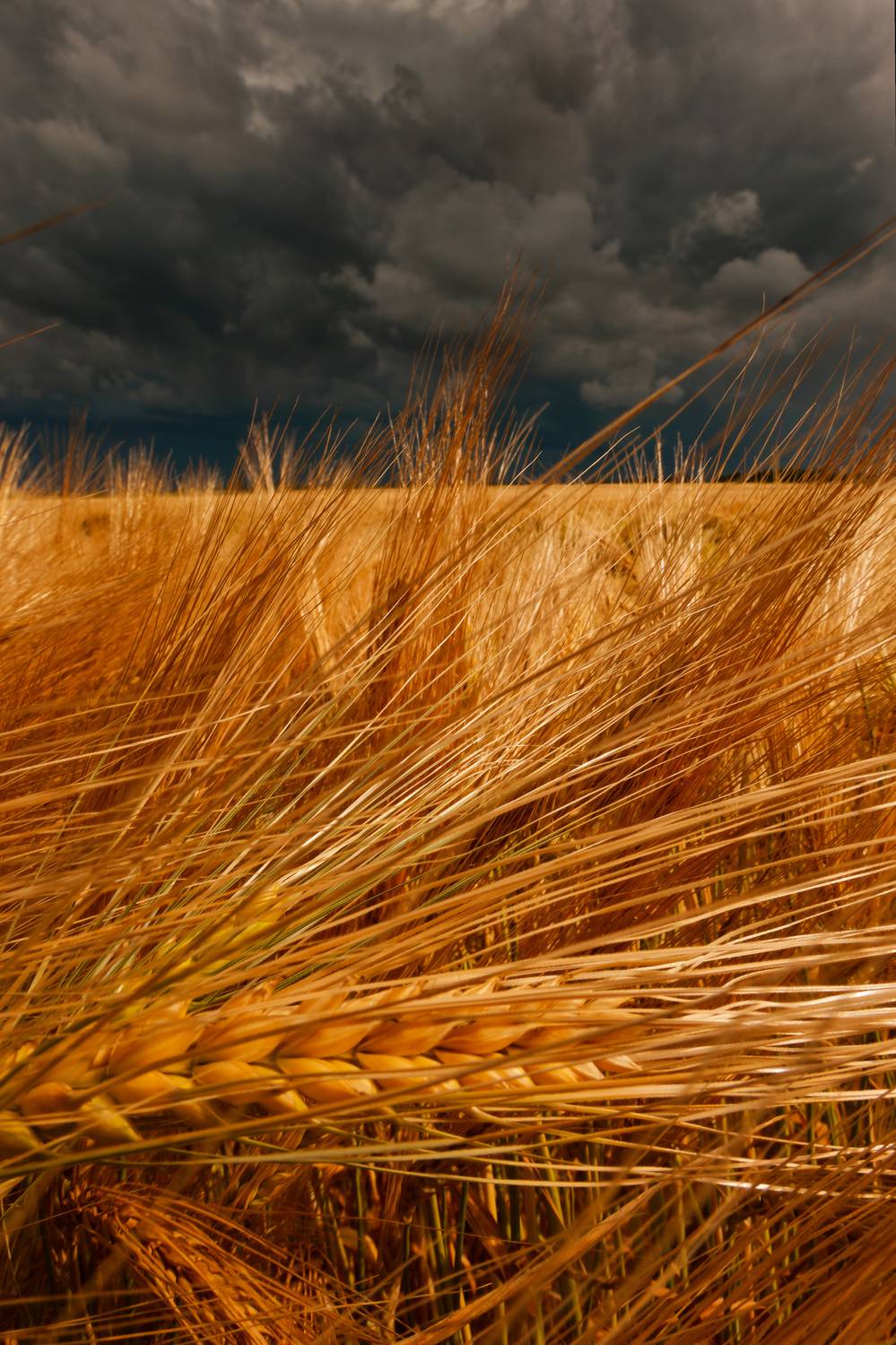 , Какоткин Роман