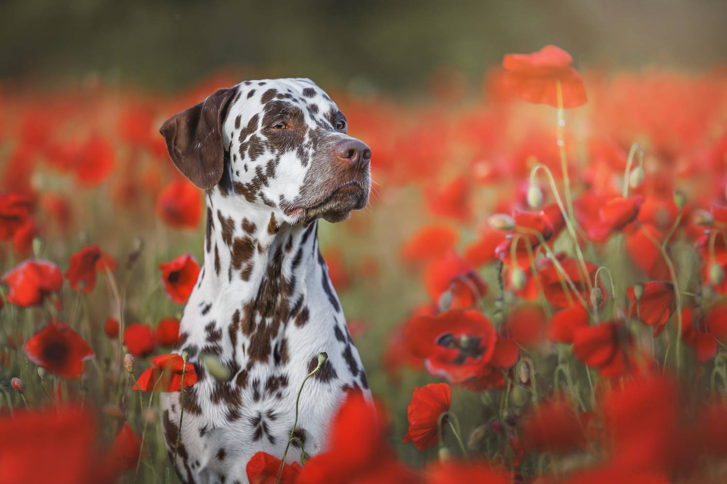 , Яна Нарбутович