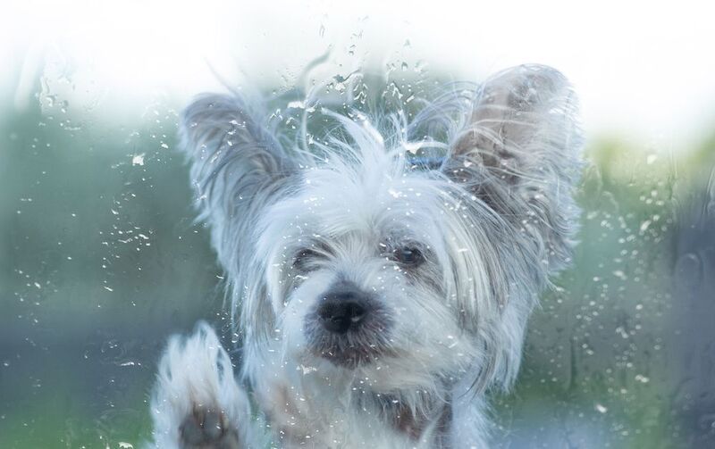 китайская хохлатая Пустите меня в дом. фото превью