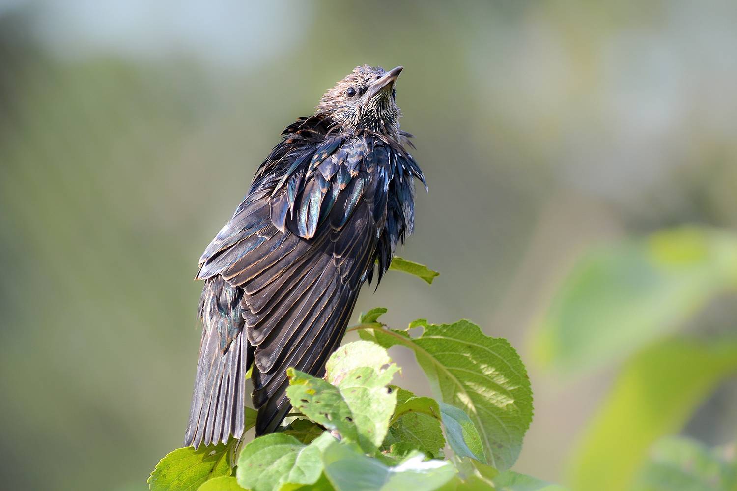 скворец, обыкновенный скворец, sturnus vulgaris, КарОл