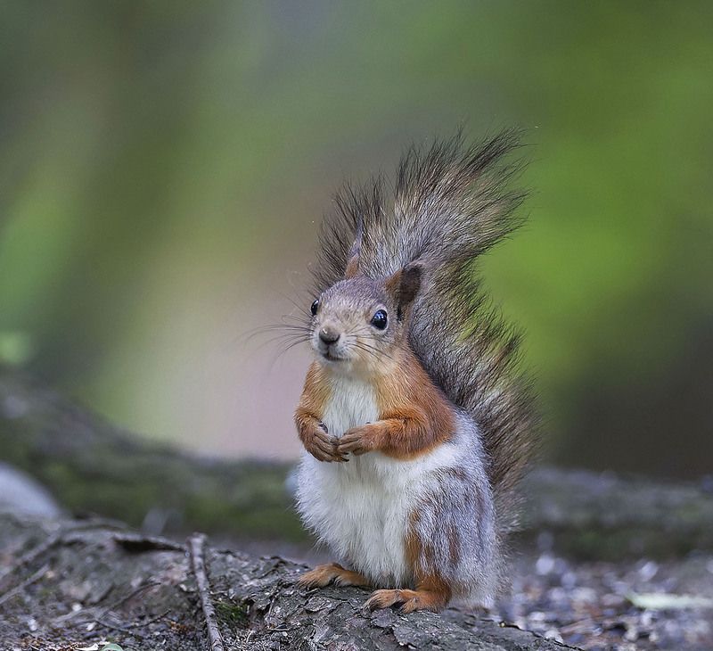Лесная фотомодель фото превью