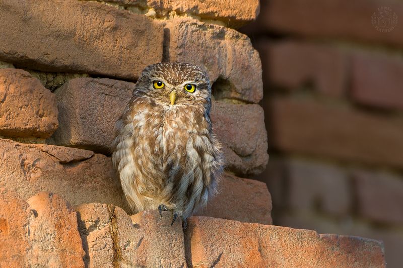Lens and Feathers фото превью