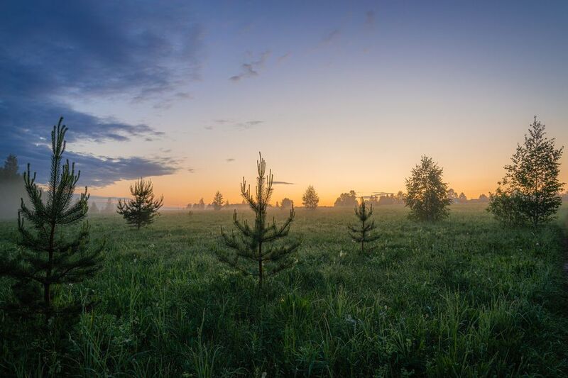 Утренняя свежесть фото превью