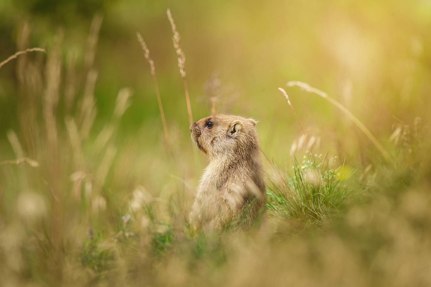 , Корнеев Алексей