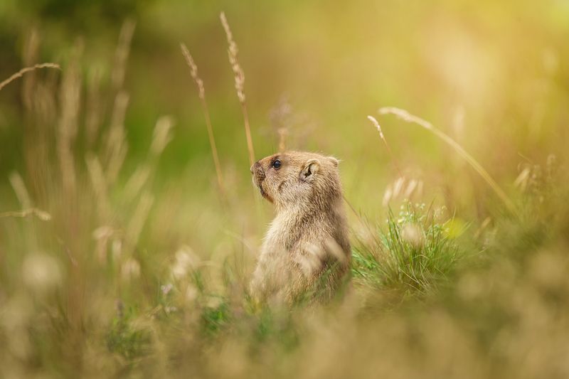 Байбак фото превью