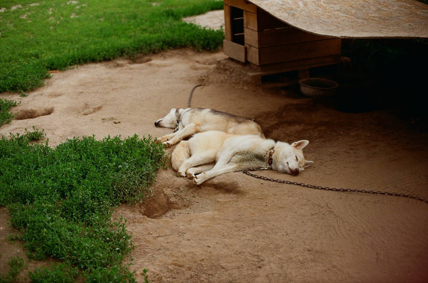 хаски, собаки, пленка, Kodak Gold, Мартыненко Дмитрий