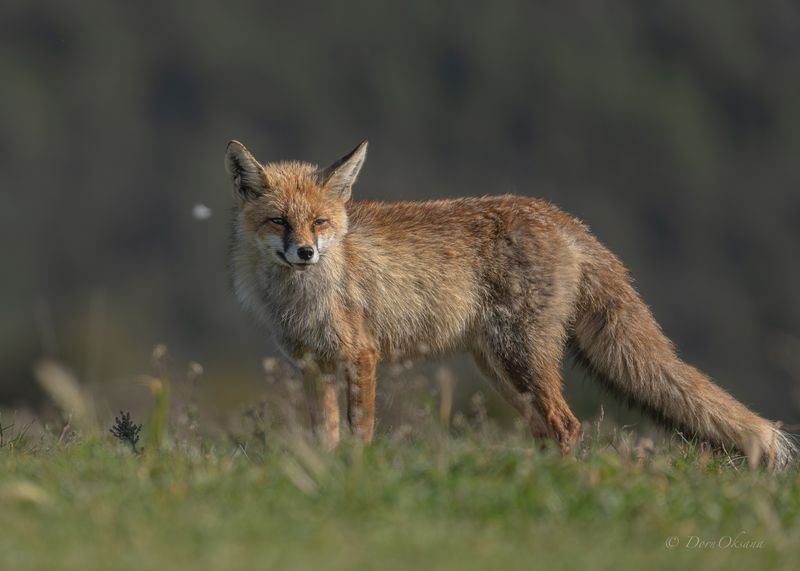 fox, predators, wild, animals, рыжая, обыкновенная, лиса, хищники, дикие, животные Горный лис фото превью