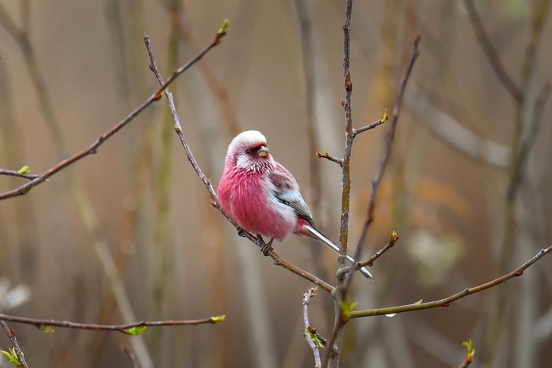 Урагус, яркое пятно в серых буднях фото превью