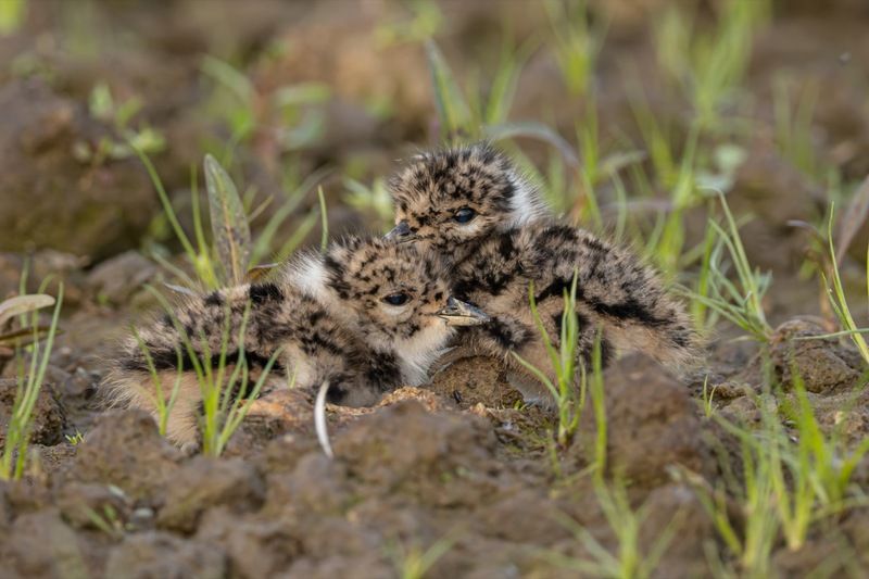 чибис, птенец, чибисята, чибисенок, птицы Чибисята фото превью