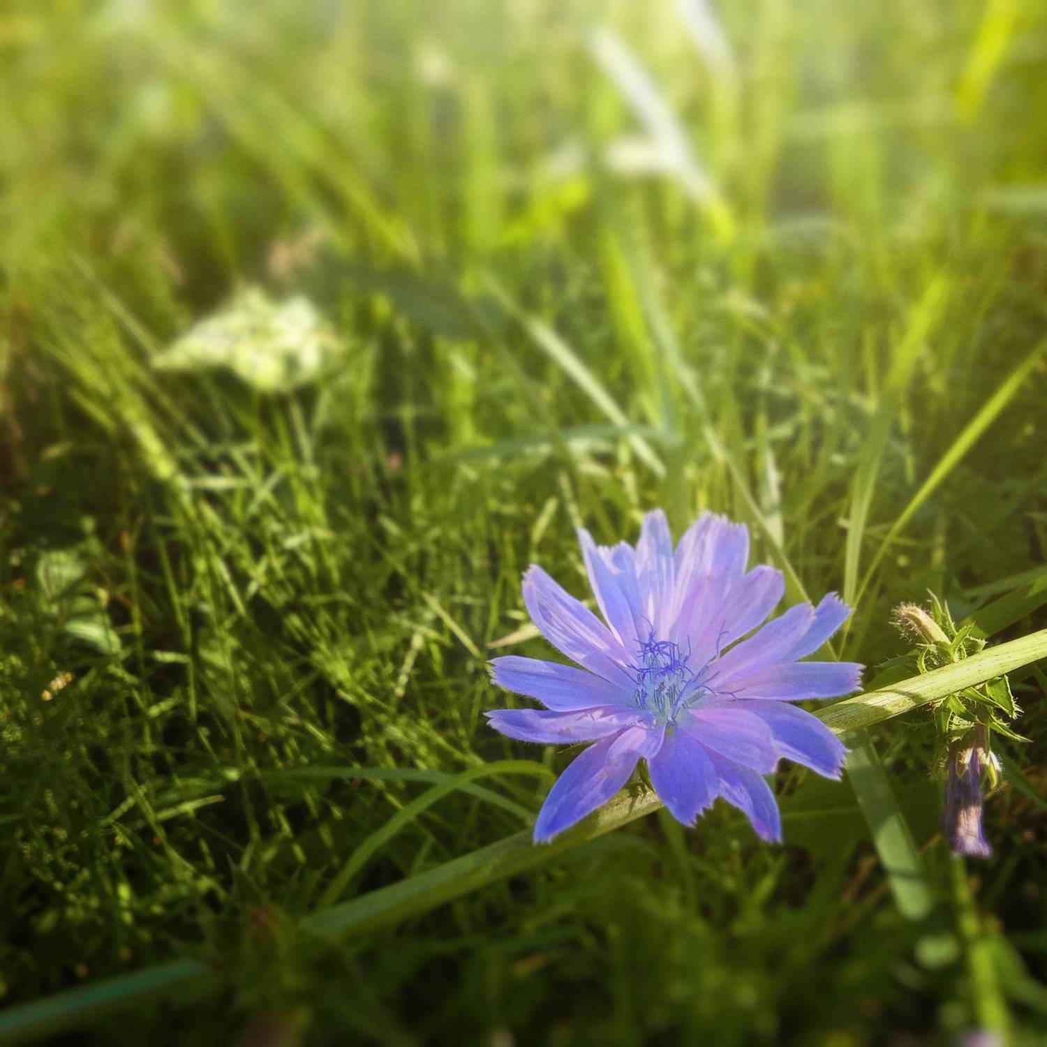 цветок, Валерий Вождаев