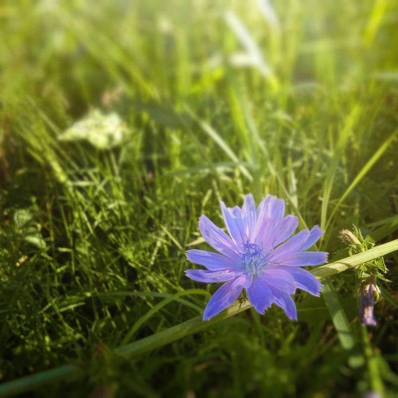 Лесной цветок фото превью