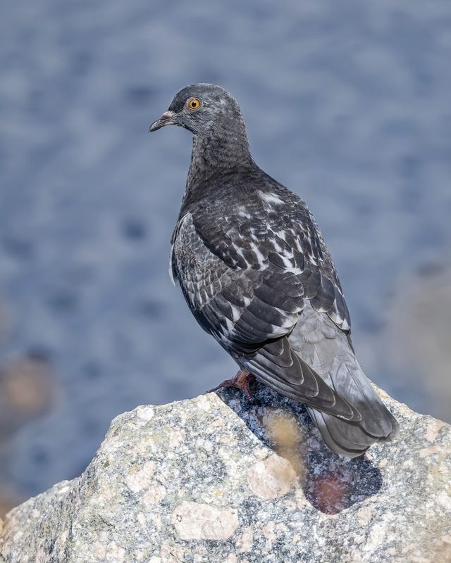 голубь, птицы Молодой голубь фото превью