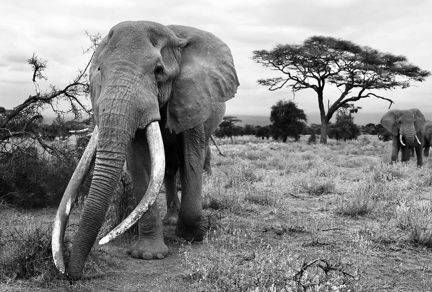 , Голубков Леонид