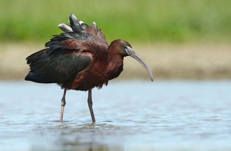 Каравайка в полный рост фото превью