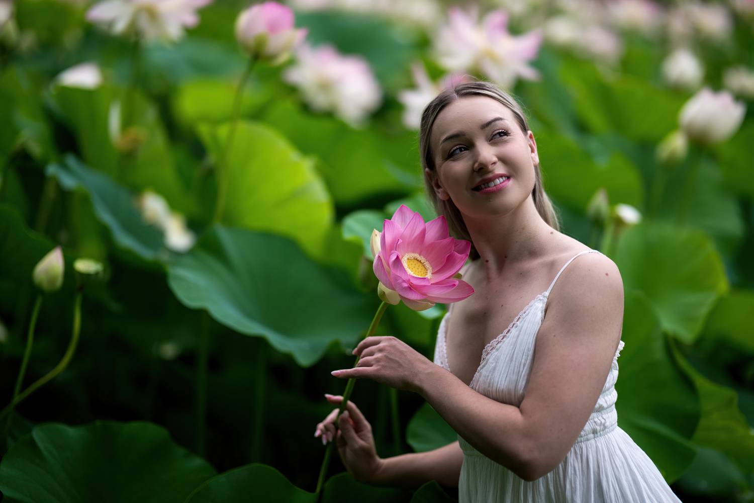 lotus, lotus flowers, lotus leaves, Julius LIU