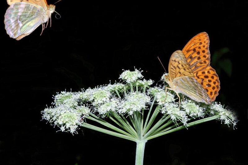 Пролетай мимо, мне самой мало фото превью
