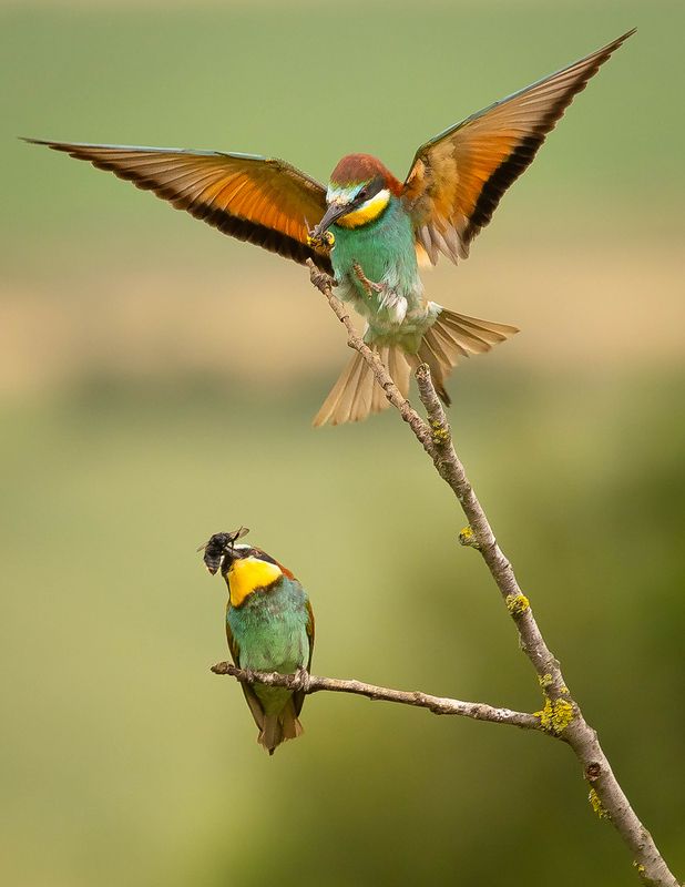 Svačinka фото превью