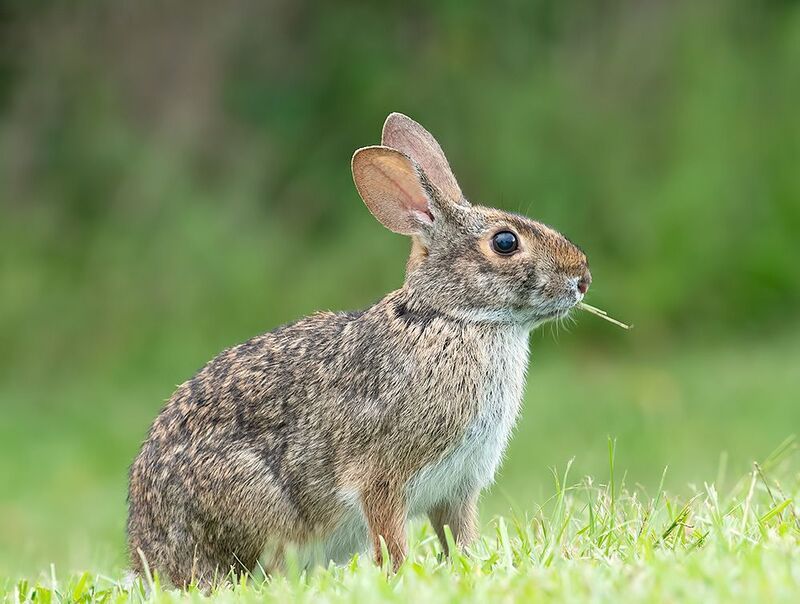 кролик,rabbit, eastern cottontail, animals, дикие животные,wild Eastern cottontail rabbits - Флоридский кролик, Кролик-ватный хвост фото превью