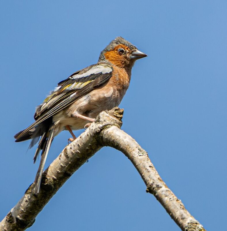 Этюды с зябликом фото превью