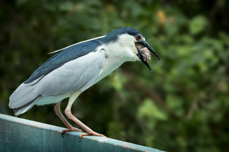 Обыкновенная кваква фото превью