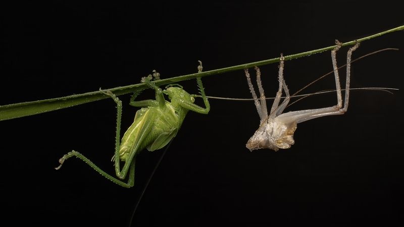 Линька фото превью