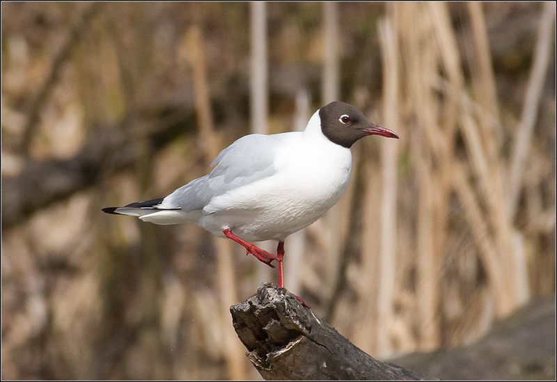 москва, июнь, парк, озёрная чайка *  * фото превью