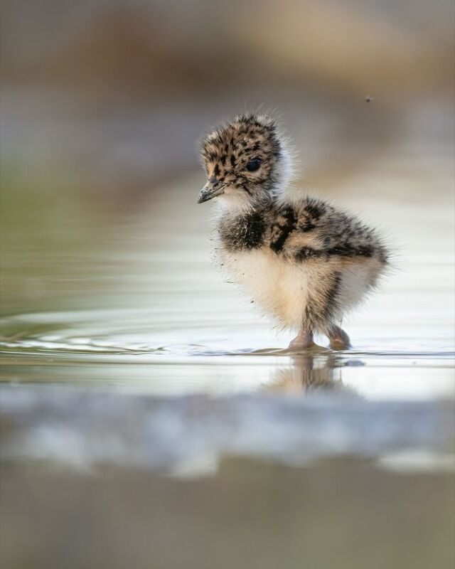 чибисенок, чибис, птицы, птенец Чибисенок фото превью