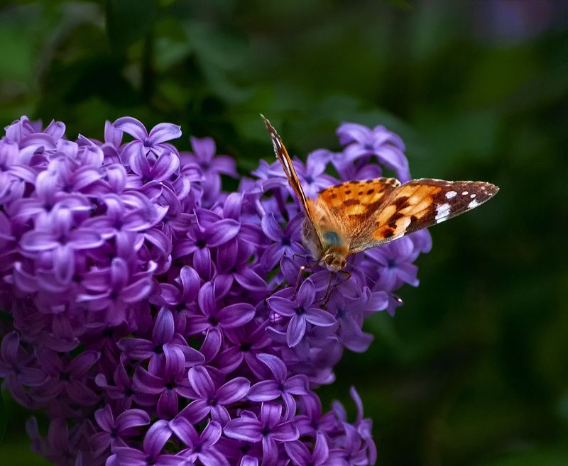 В поиске 5-ти листника фото превью