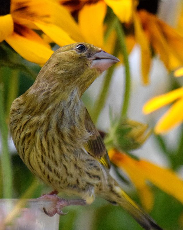 Молодая фото превью