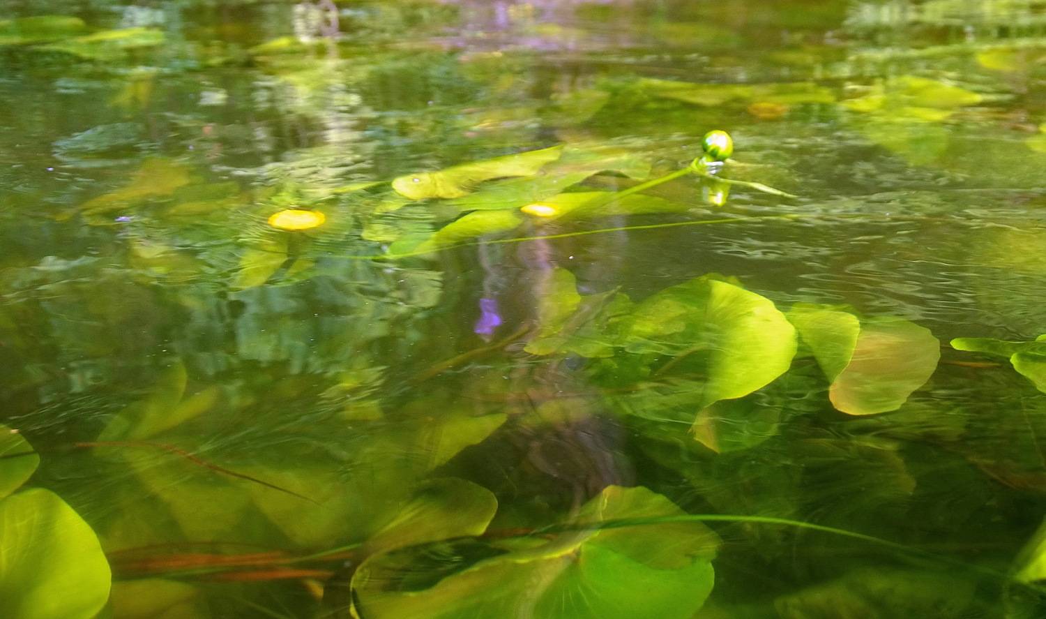 , Сергей Клапишевский