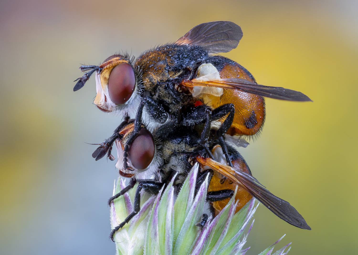 , Кузнецов Дмитрий