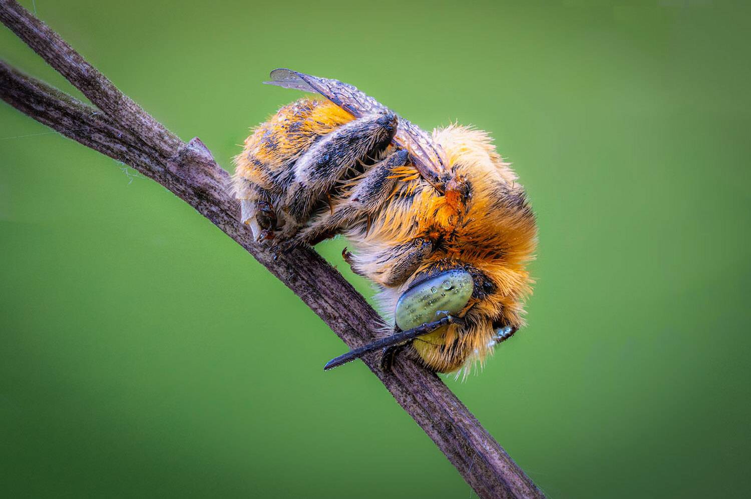 , Сергей Брагин