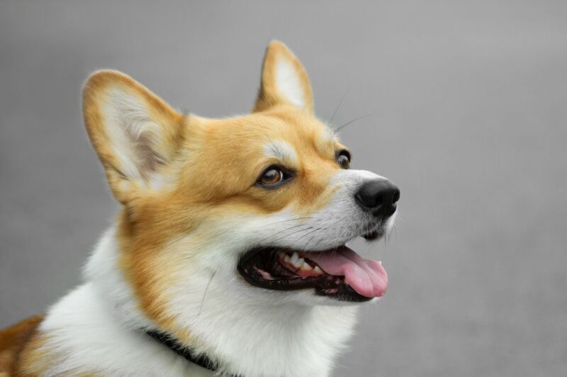 корги Милый Корги фото превью