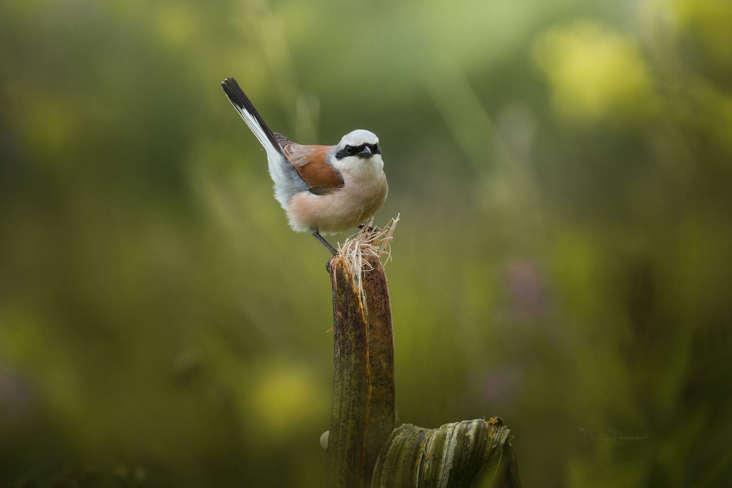природа, лес, поля, огороды, животные, птицы, макро, Дмитрий Посевич