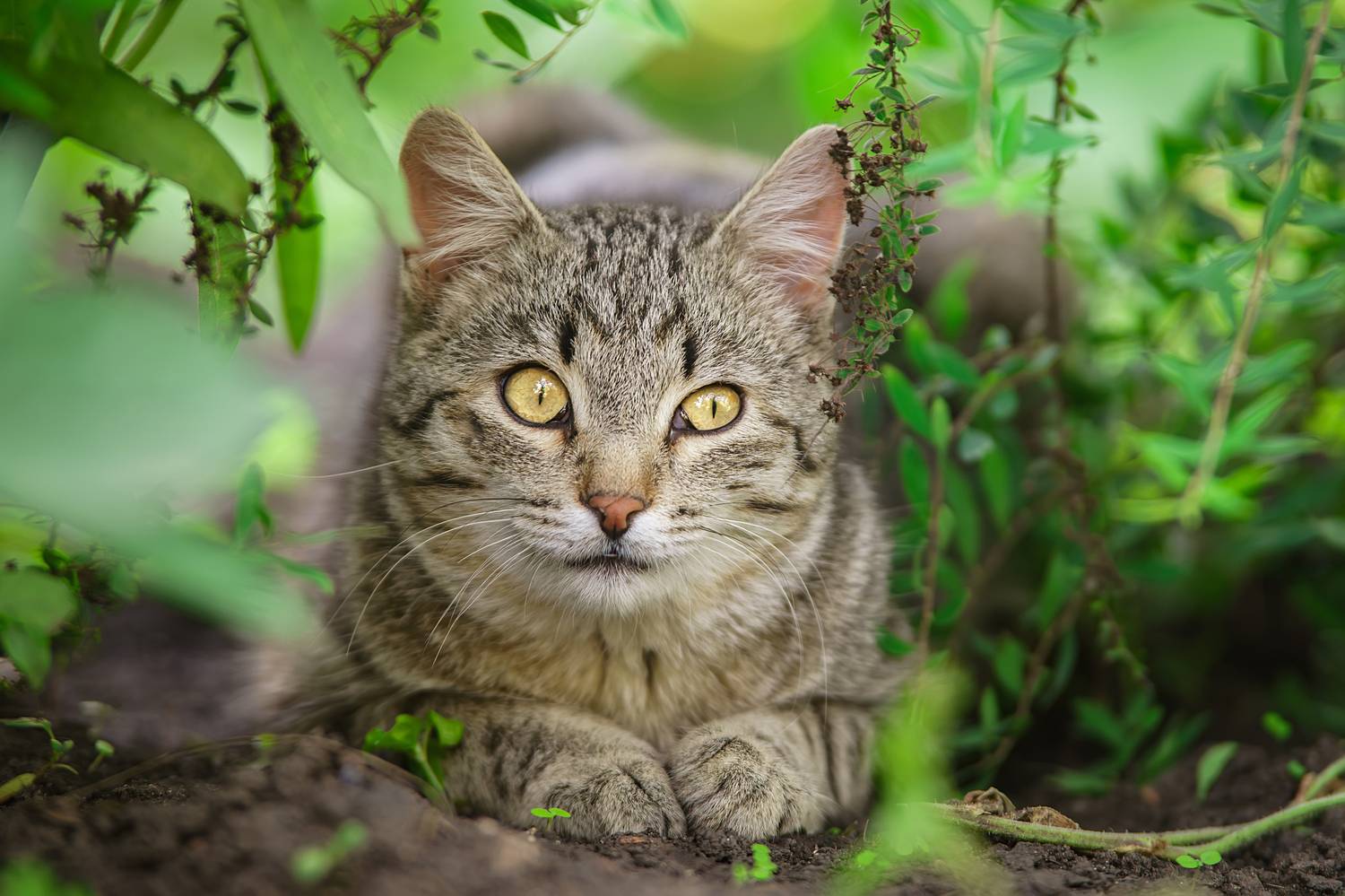 , Корнеев Алексей