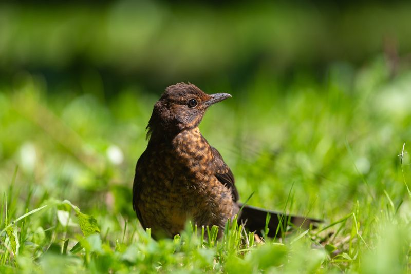 дрозд, чёрный дрозд, черный дрозд, птица, птицы, лето, лес, природа, фотоохота, санкт-петербург, петербург, спб Чёрный (бурый) дрозд фото превью