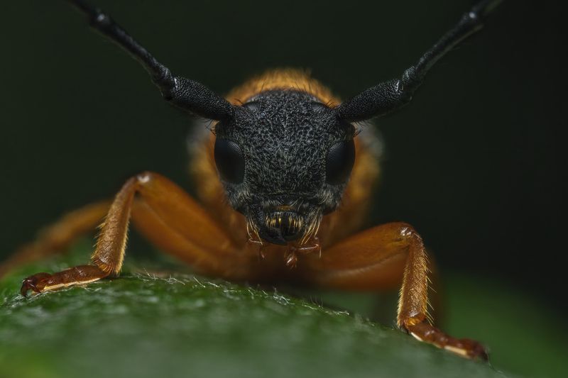 Eye to eye фото превью